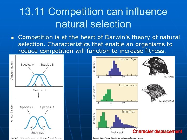 13. 11 Competition can influence natural selection n n Competition is at the heart