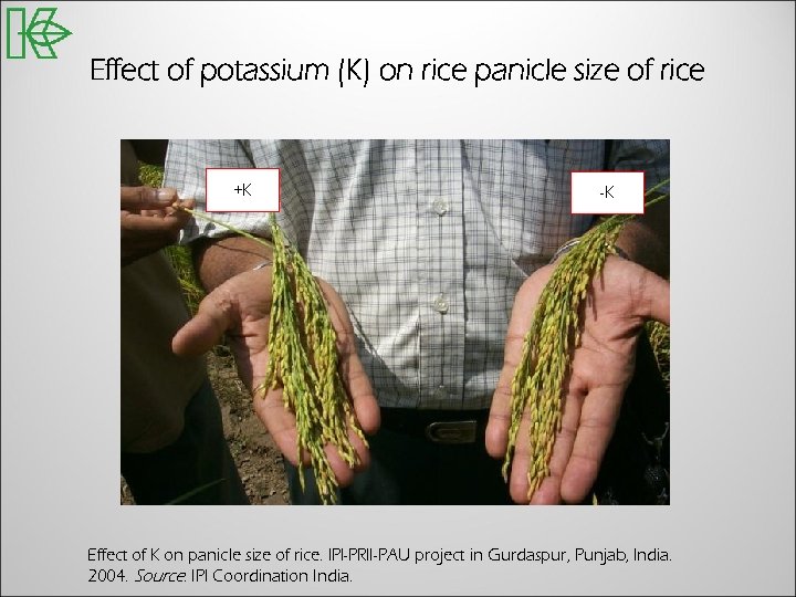 Effect of potassium (K) on rice panicle size of rice +K -K Effect of