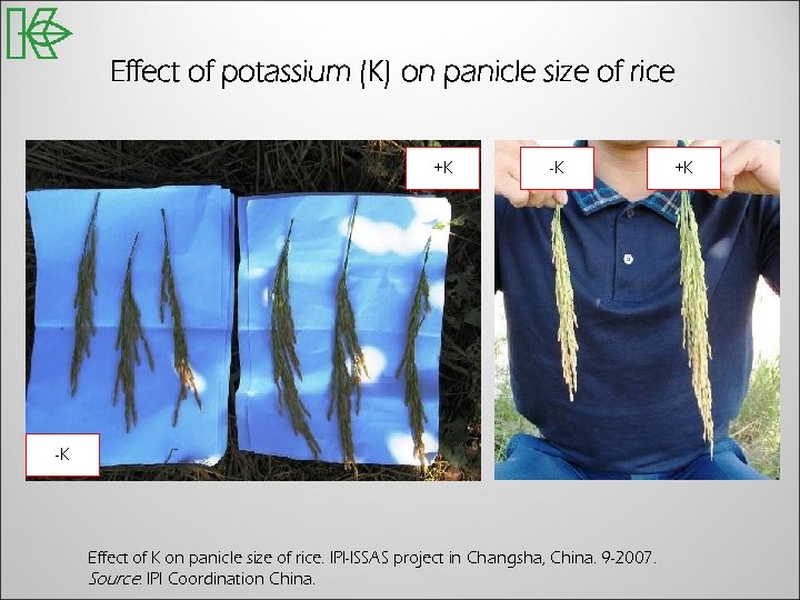 Effect of potassium (K) on panicle size of rice +K -K -K Effect of