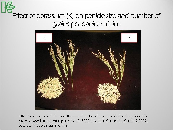 Effect of potassium (K) on panicle size and number of grains per panicle of