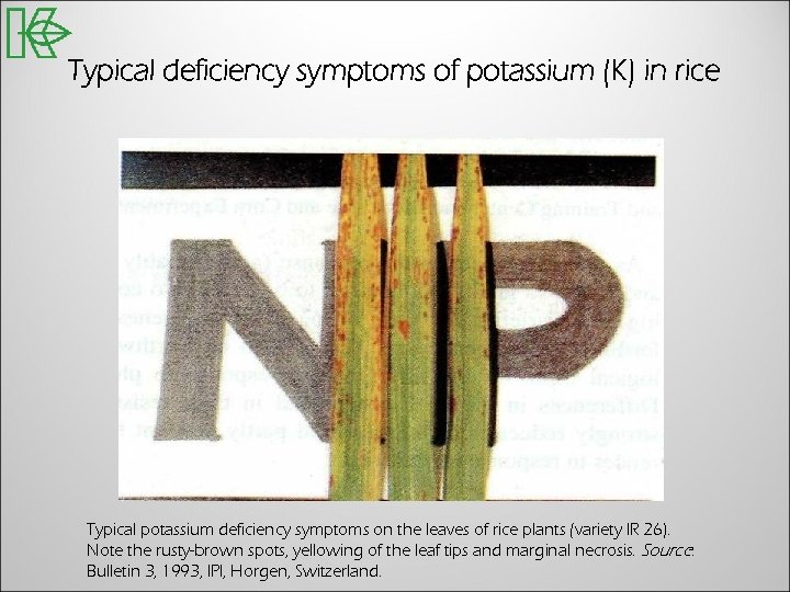 Typical deficiency symptoms of potassium (K) in rice Typical potassium deficiency symptoms on the