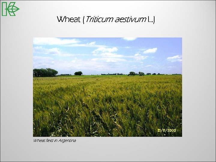 Wheat (Triticum aestivum L. ) Wheat field in Argentina 