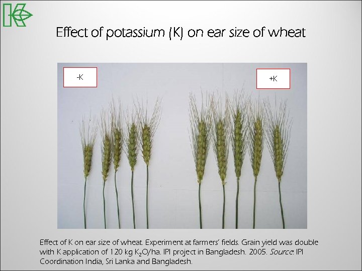 Effect of potassium (K) on ear size of wheat -K +K Effect of K