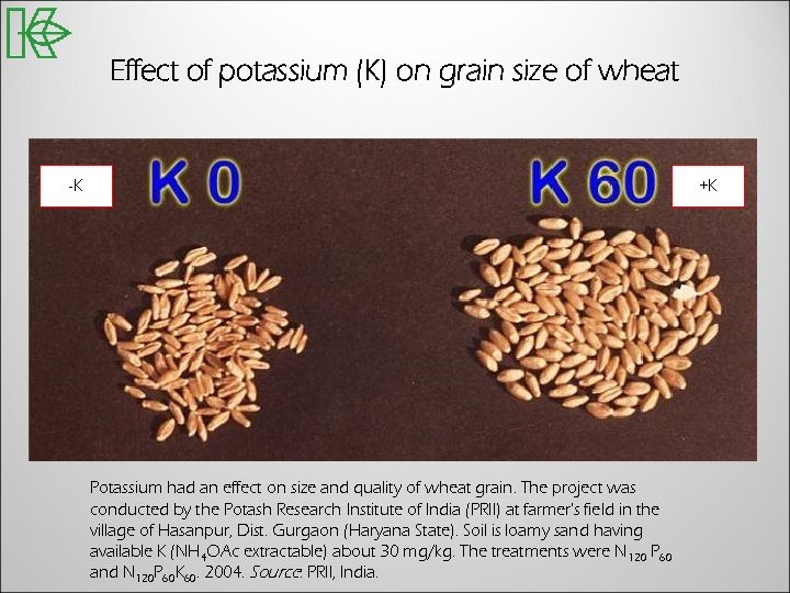 Effect of potassium (K) on grain size of wheat -K +K Potassium had an