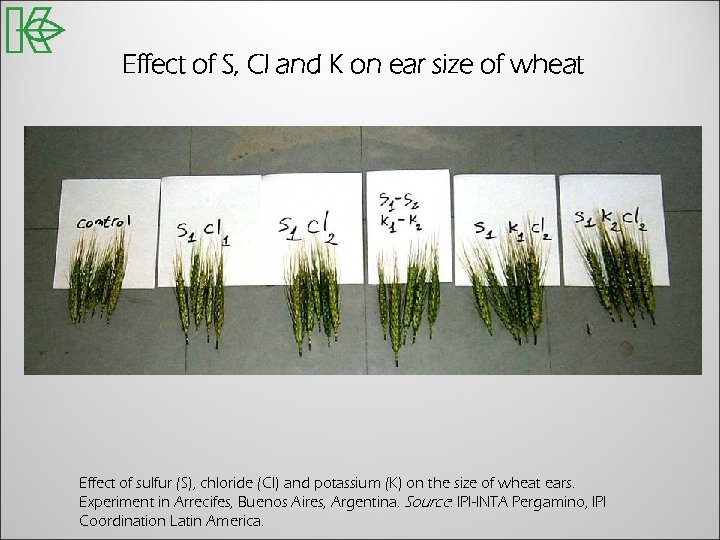 Effect of S, Cl and K on ear size of wheat Effect of sulfur