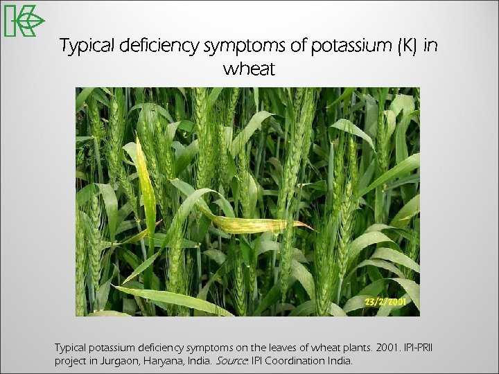 Typical deficiency symptoms of potassium (K) in wheat Typical potassium deficiency symptoms on the