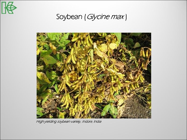 Soybean (Glycine max ) High yielding soybean variety, Indore, India 