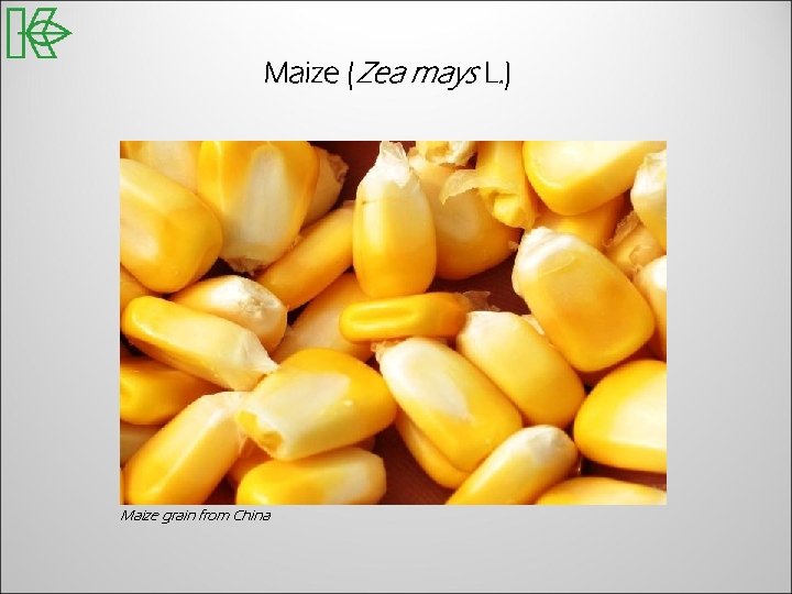 Maize (Zea mays L. ) Maize grain from China 