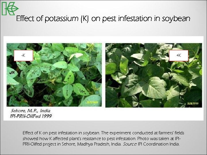 Effect of potassium (K) on pest infestation in soybean -K +K Effect of K