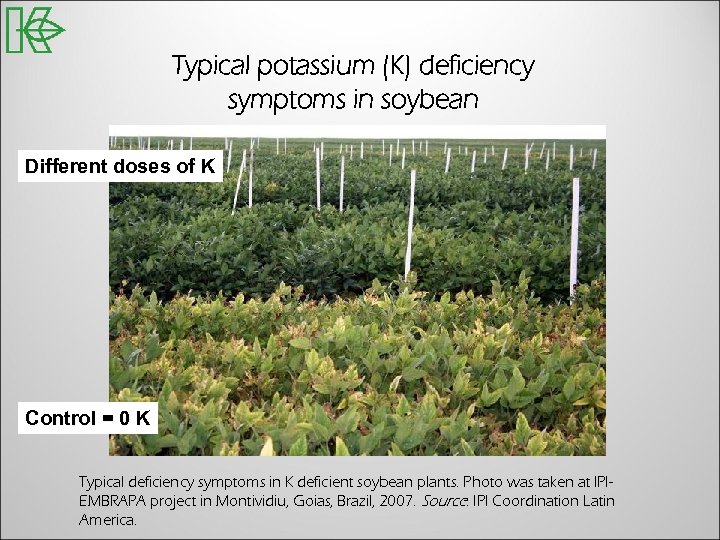 Typical potassium (K) deficiency symptoms in soybean Different doses of K Control = 0