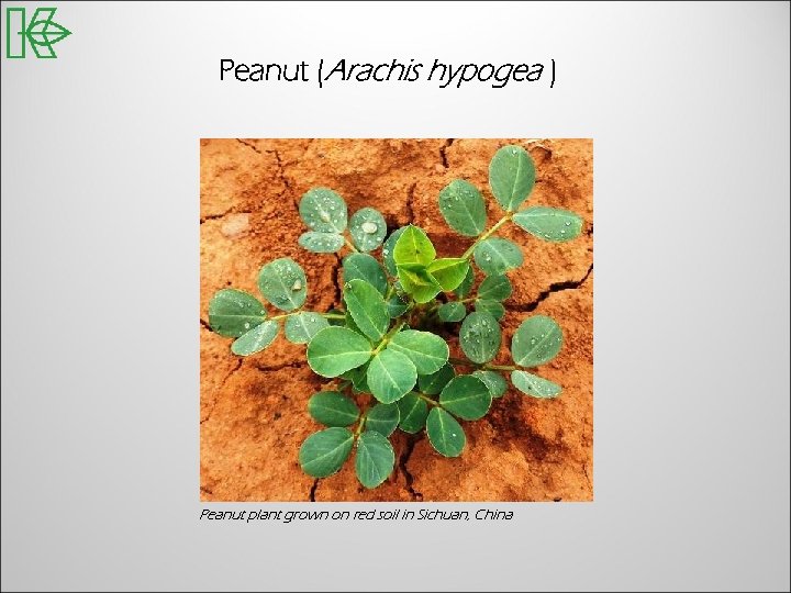 Peanut (Arachis hypogea ) Peanut plant grown on red soil in Sichuan, China 