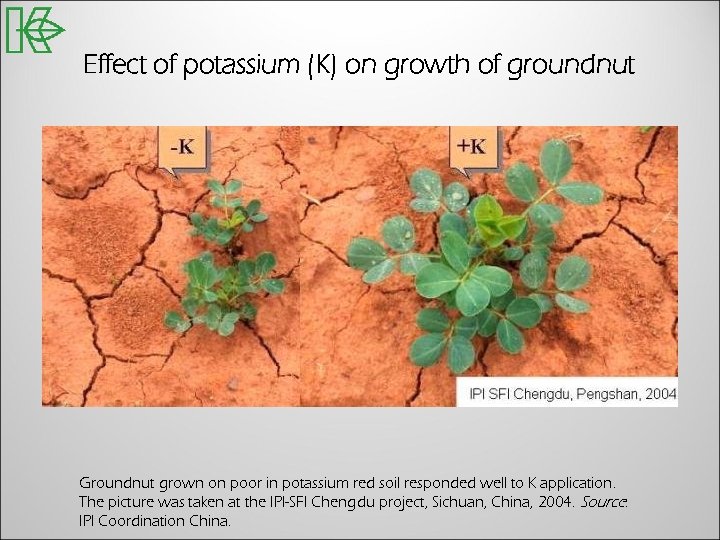 Effect of potassium (K) on growth of groundnut Groundnut grown on poor in potassium