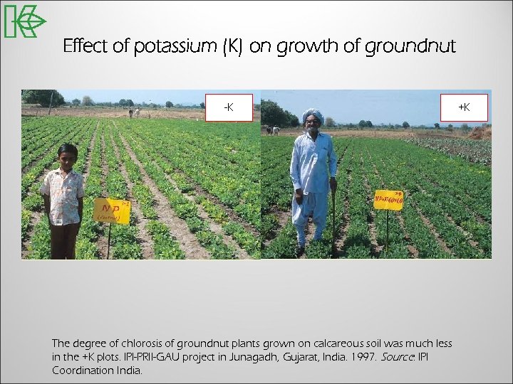 Effect of potassium (K) on growth of groundnut -K The degree of chlorosis of