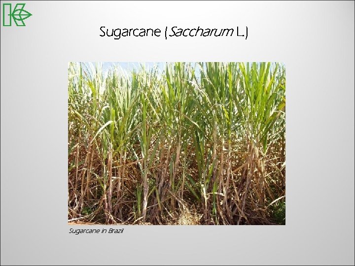 Sugarcane (Saccharum L. ) Sugarcane in Brazil 