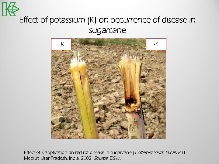 Effect of potassium (K) on occurrence of disease in sugarcane +K -K Effect of