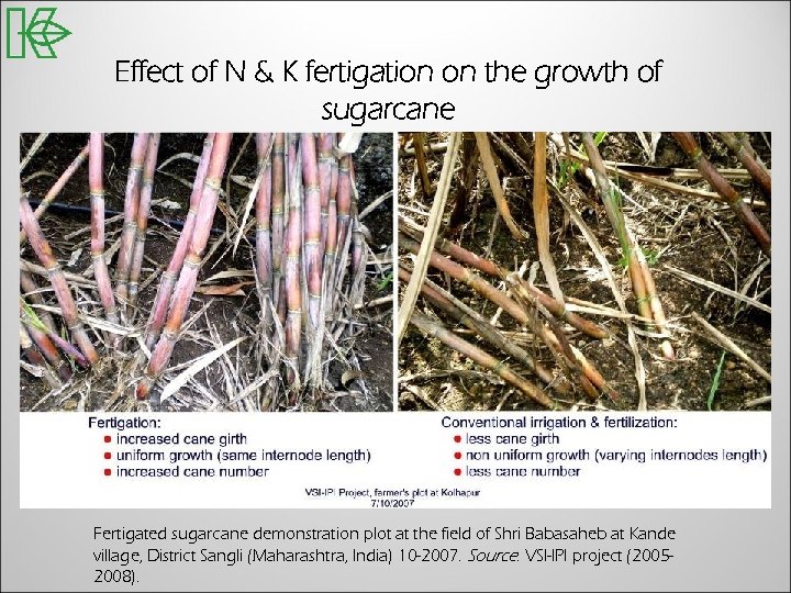 Effect of N & K fertigation on the growth of sugarcane Fertigated sugarcane demonstration