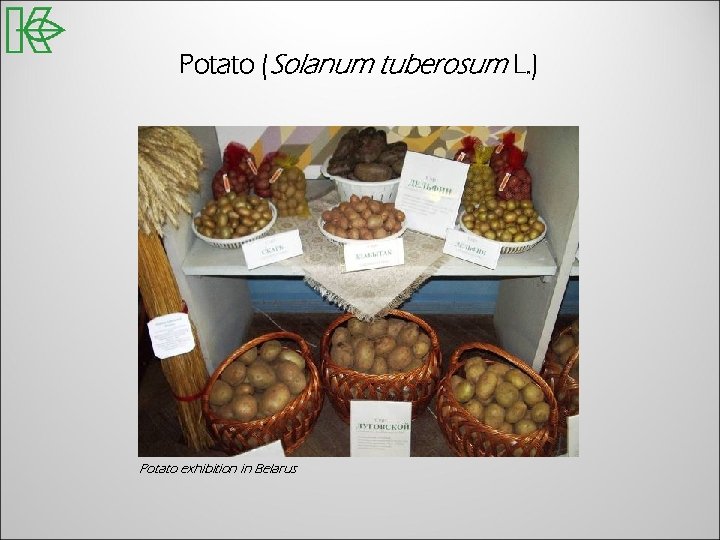 Potato (Solanum tuberosum L. ) Potato exhibition in Belarus 