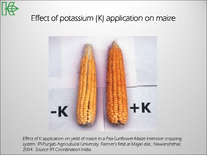 Effect of potassium (K) application on maize Effect of K application on yield of