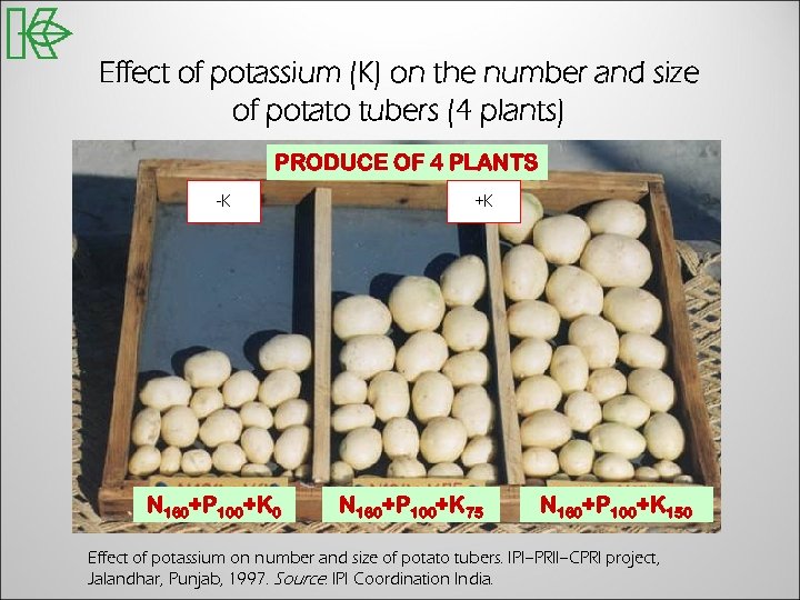 Effect of potassium (K) on the number and size of potato tubers (4 plants)