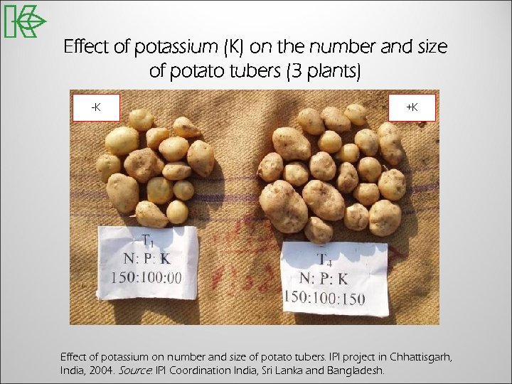 Effect of potassium (K) on the number and size of potato tubers (3 plants)