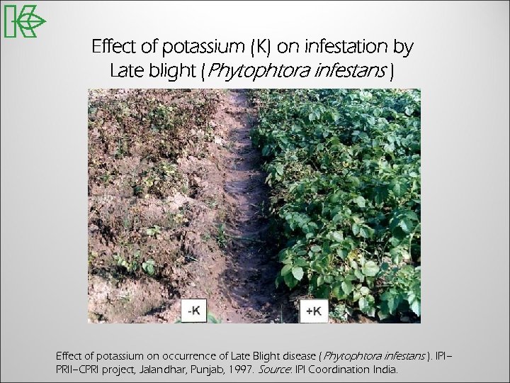 Effect of potassium (K) on infestation by Late blight (Phytophtora infestans ) Effect of