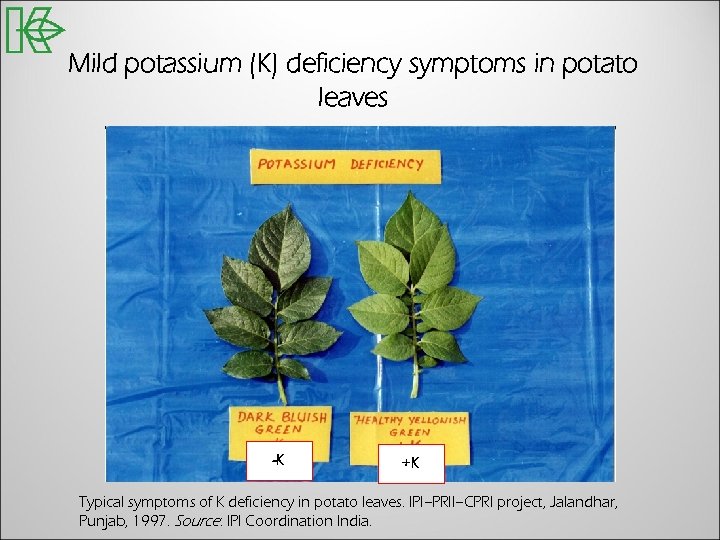 Mild potassium (K) deficiency symptoms in potato leaves -K +K Typical symptoms of K