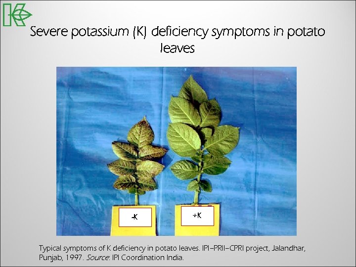 Severe potassium (K) deficiency symptoms in potato leaves -K +K Typical symptoms of K