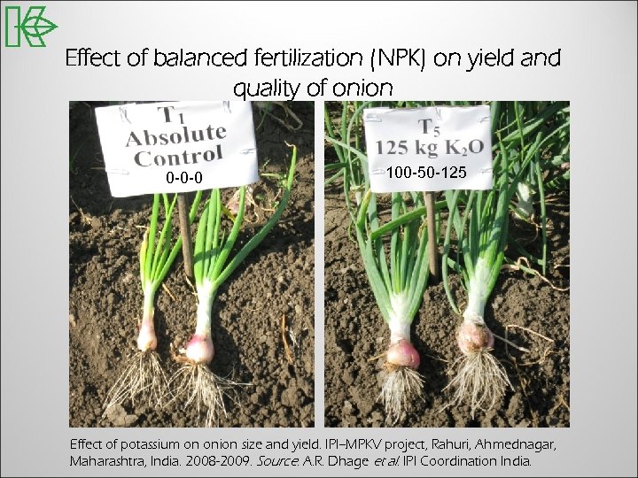 Effect of balanced fertilization (NPK) on yield and quality of onion 0 -0 -0