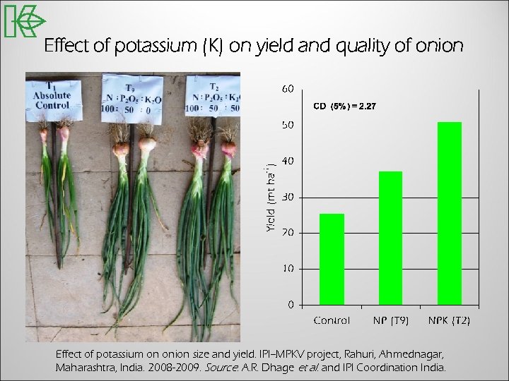 Effect of potassium (K) on yield and quality of onion Effect of potassium on