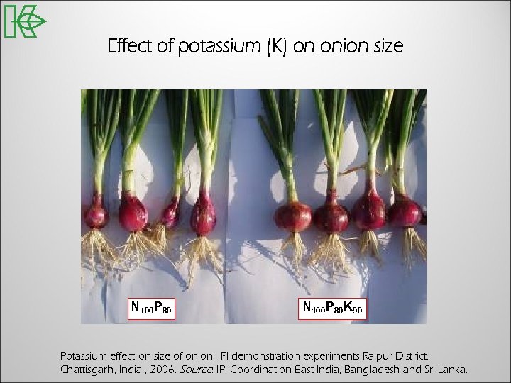 Effect of potassium (K) on onion size N 100 P 80 K 90 Potassium