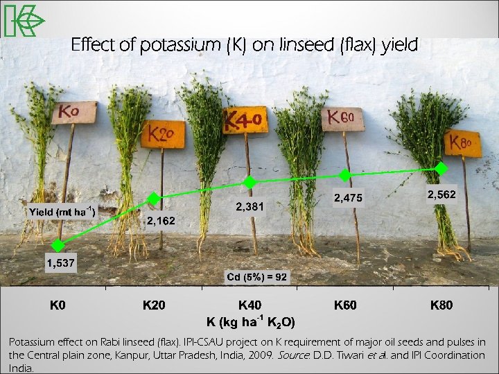 Effect of potassium (K) on linseed (flax) yield Potassium effect on Rabi linseed (flax).