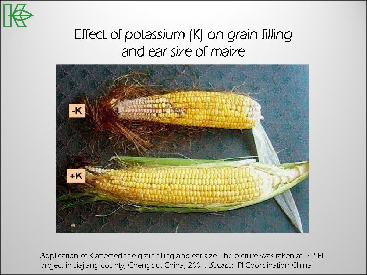 Effect of potassium (K) on grain filling and ear size of maize Application of