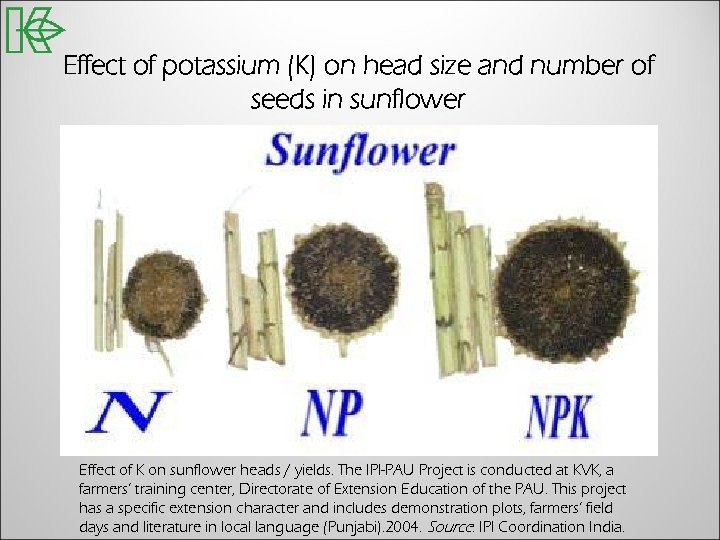 Effect of potassium (K) on head size and number of seeds in sunflower Effect