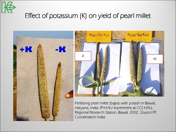 Effect of potassium (K) on yield of pearl millet -K +K Fertilizing pearl millet