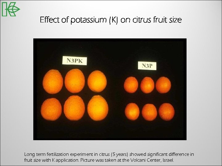 Effect of potassium (K) on citrus fruit size Long term fertilization experiment in citrus