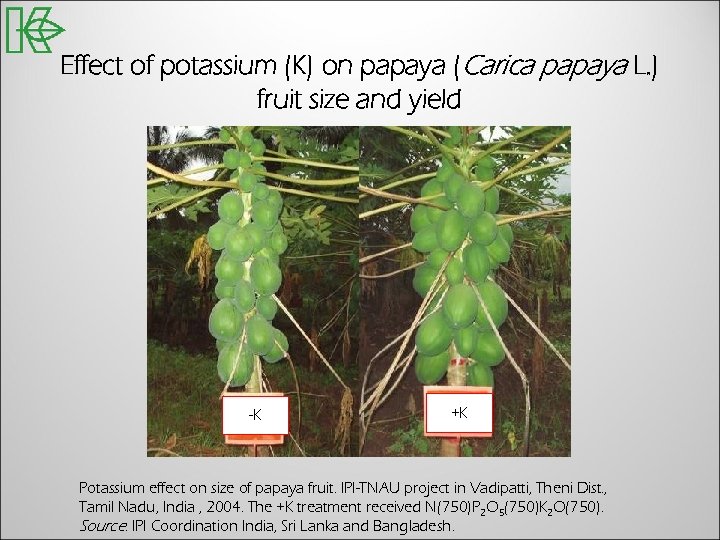 Effect of potassium (K) on papaya (Carica papaya L. ) fruit size and yield