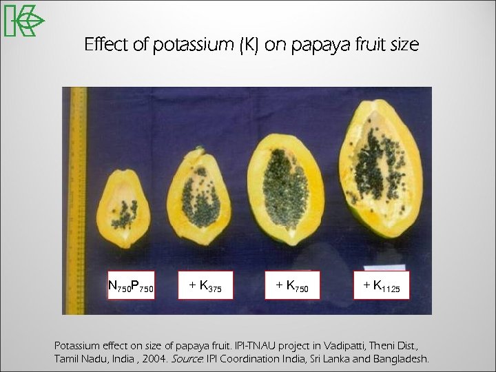 Effect of potassium (K) on papaya fruit size N 750 P 750 + K