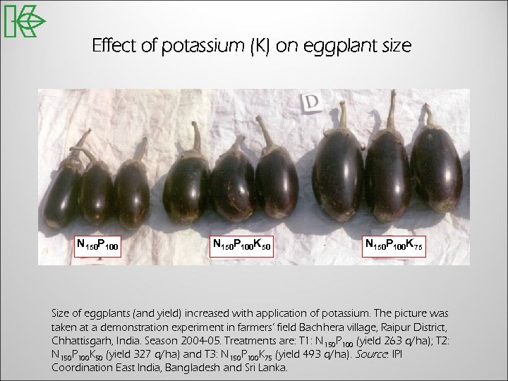 Effect of potassium (K) on eggplant size N 150 P 100 K 50 N