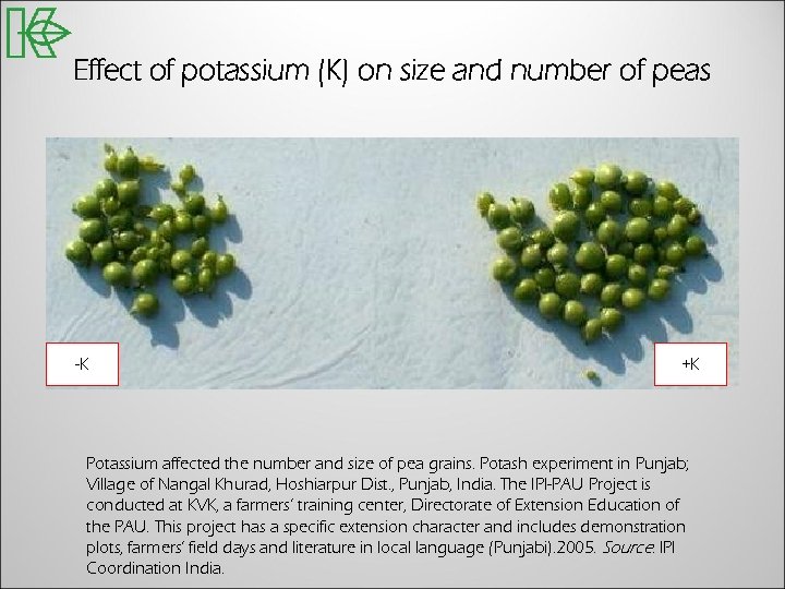 Effect of potassium (K) on size and number of peas -K +K Potassium affected