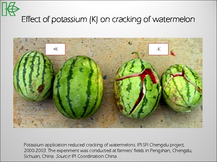 Effect of potassium (K) on cracking of watermelon +K -K Potassium application reduced cracking