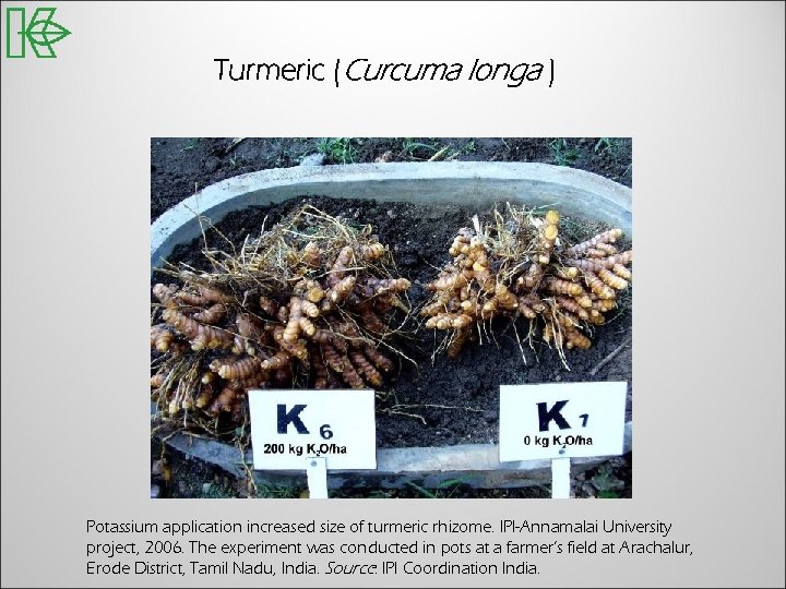 Turmeric (Curcuma longa ) Potassium application increased size of turmeric rhizome. IPI-Annamalai University project,