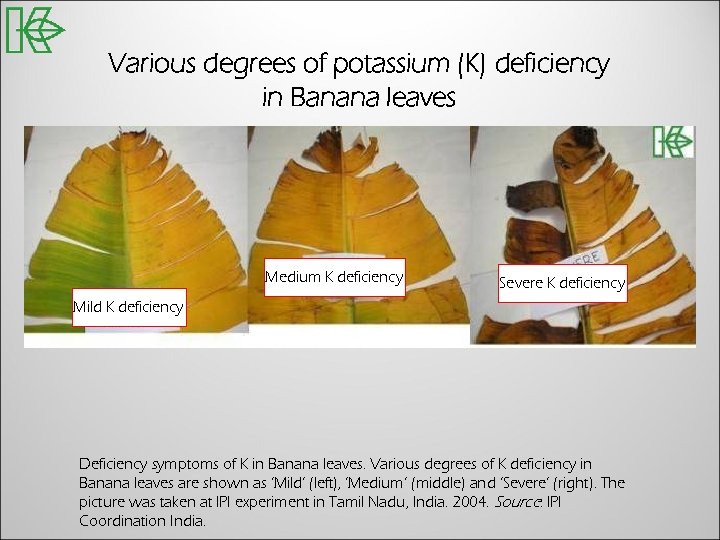 Various degrees of potassium (K) deficiency in Banana leaves Medium K deficiency Severe K