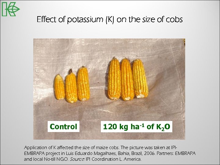 Effect of potassium (K) on the size of cobs Control 120 kg ha-1 of