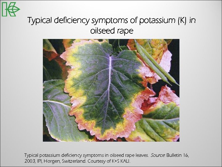 Typical deficiency symptoms of potassium (K) in oilseed rape Typical potassium deficiency symptoms in