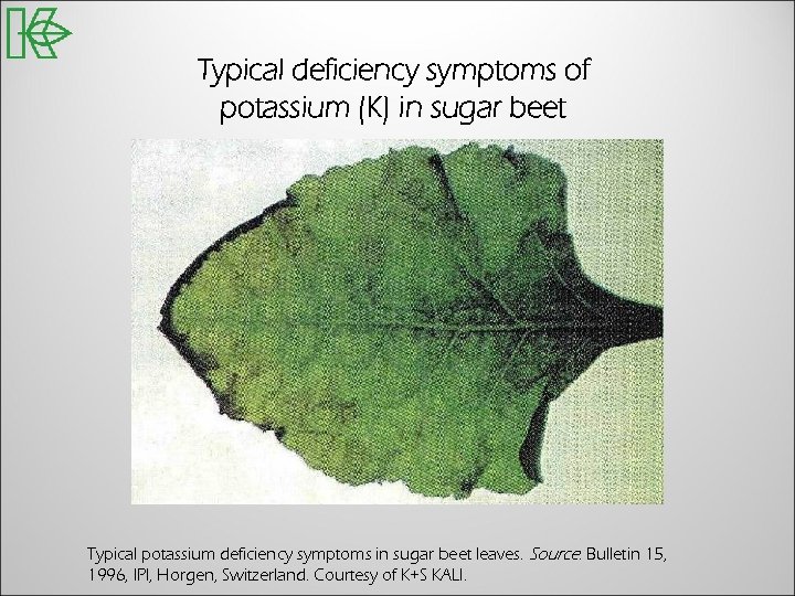 Typical deficiency symptoms of potassium (K) in sugar beet Typical potassium deficiency symptoms in