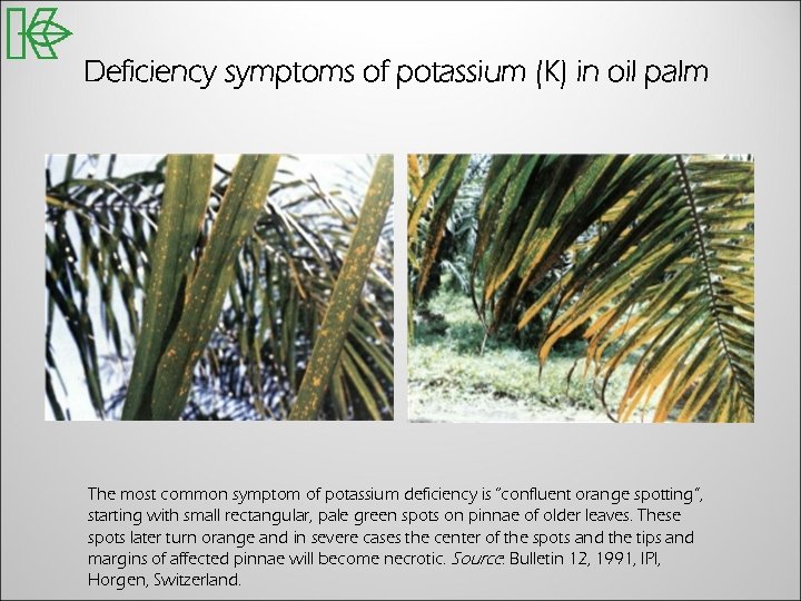 Deficiency symptoms of potassium (K) in oil palm The most common symptom of potassium