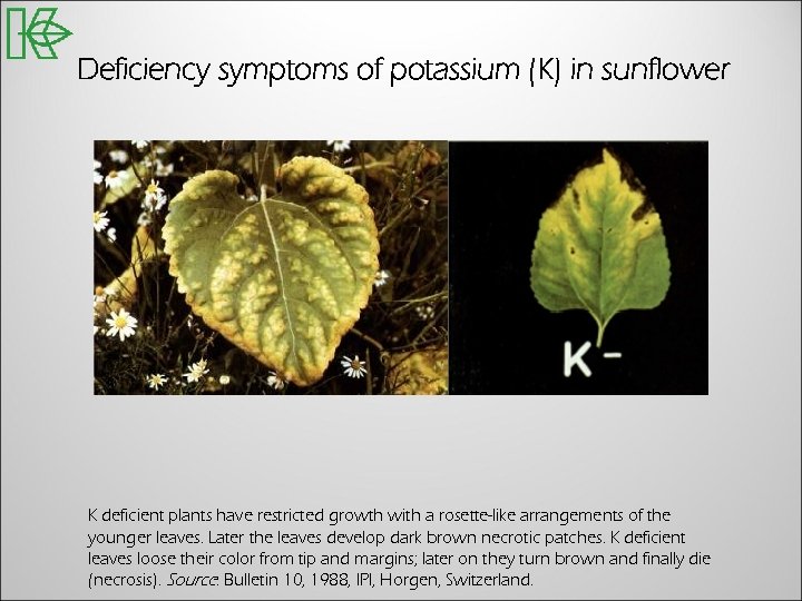 Deficiency symptoms of potassium (K) in sunflower K deficient plants have restricted growth with