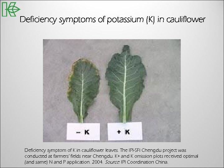 Deficiency symptoms of potassium (K) in cauliflower Deficiency symptom of K in cauliflower leaves.