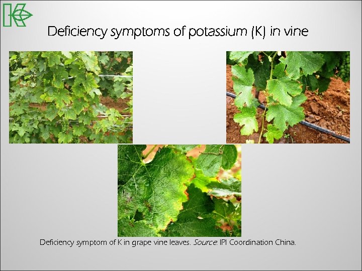 Deficiency symptoms of potassium (K) in vine Deficiency symptom of K in grape vine