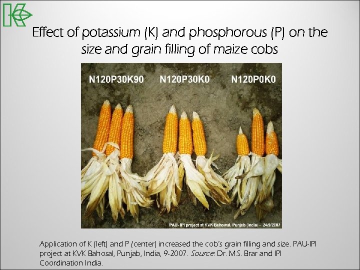 Effect of potassium (K) and phosphorous (P) on the size and grain filling of